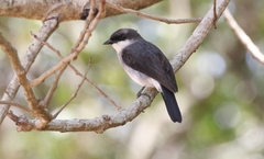 Eopsaltria pulverulenta