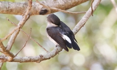 Eopsaltria pulverulenta