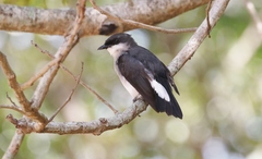 Eopsaltria pulverulenta