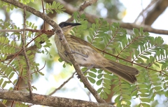 Gavicalis versicolor