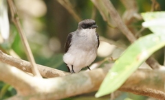 Eopsaltria pulverulenta