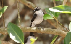 Eopsaltria pulverulenta