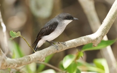 Eopsaltria pulverulenta