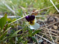Viola hallii
