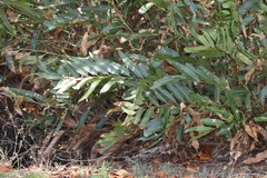 Acrostichum speciosum