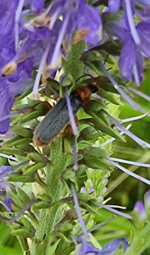 Cantharis lateralis, 2665 Bleiswijk, Netherlands, photo 9 of 10