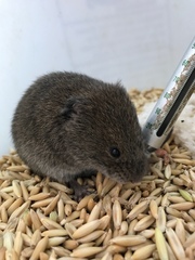 Microtus oregoni