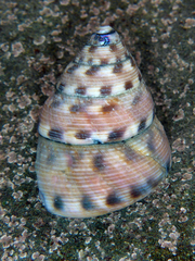 Calliostoma gloriosum