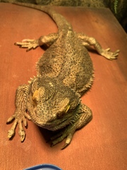 Pogona