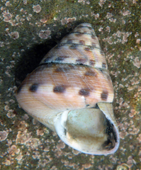 Calliostoma gloriosum