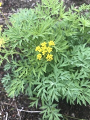 Lomatium brandegeei