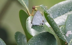 Hypolycaena phorbas