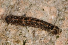 Lithophane bethunei