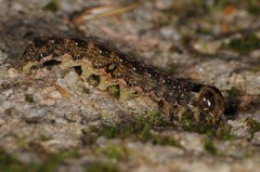 Lithophane bethunei