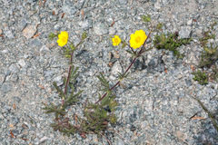 Potentilla hirta