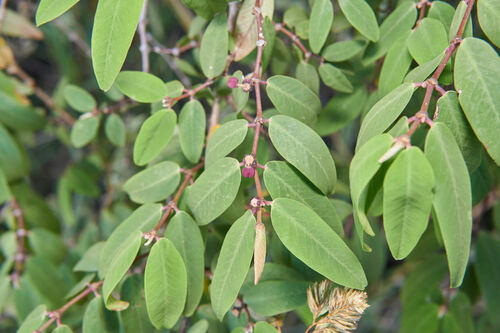 Euphorbia olowaluana observed 2023-07-21