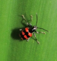Neolema fasciata