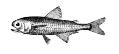 Metallic Lanternfish photo 1