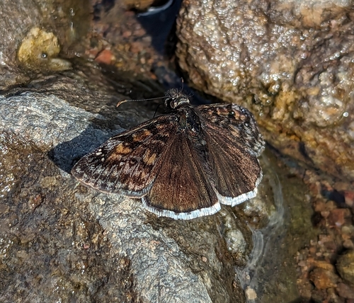Pacuvius Duskywing photo 6