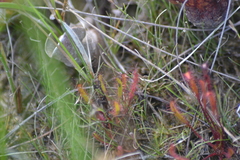 Drosera linearis