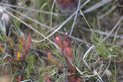 Drosera linearis