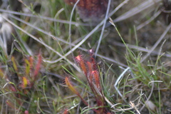 Drosera linearis