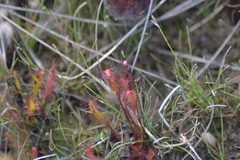 Drosera linearis