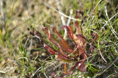 Drosera linearis