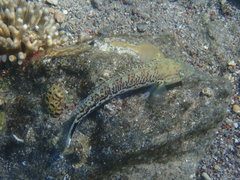 Parapercis hexophtalma