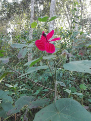 Hibiscus uncinellus