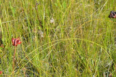 Eleocharis rostellata