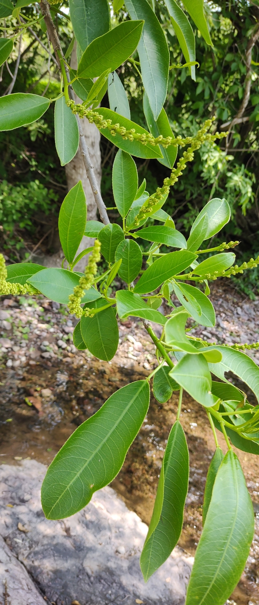 Sapium macrocarpum