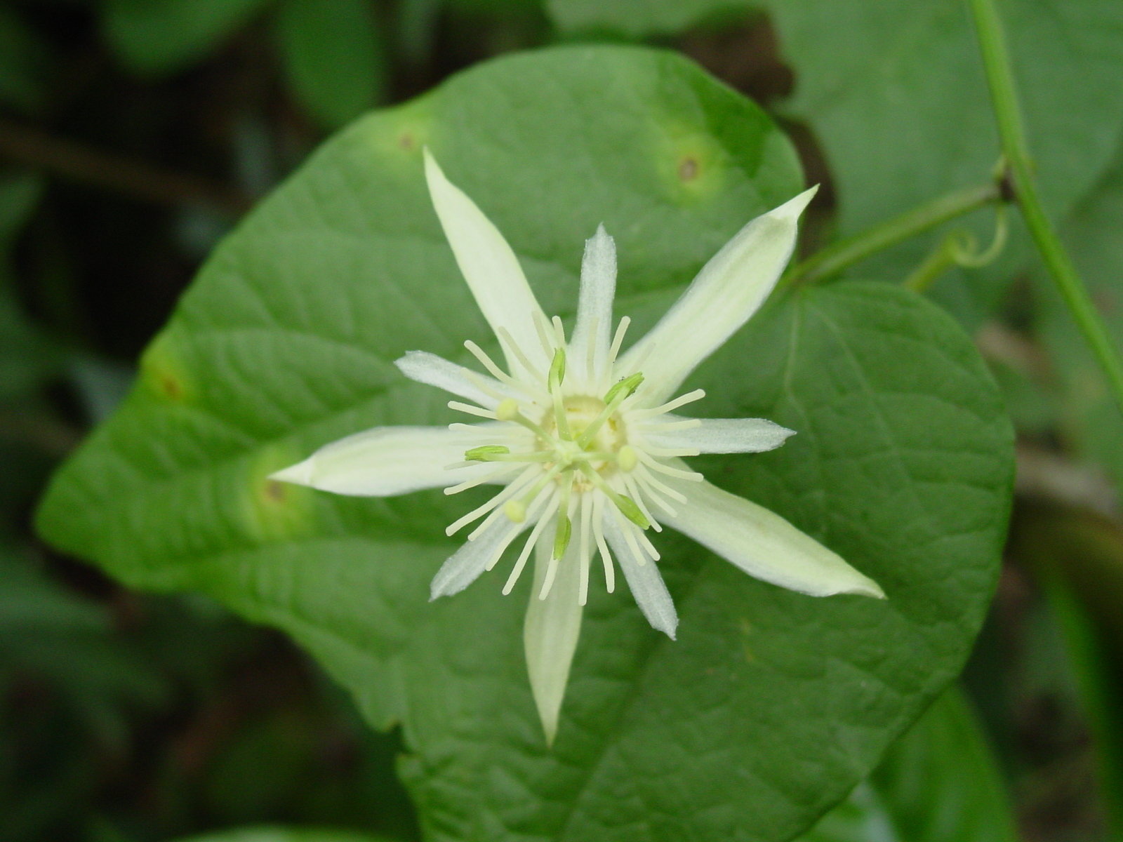 Passiflora capsularis