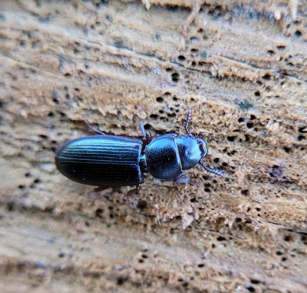 Tenebroides fuscus