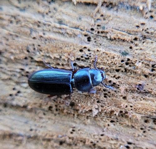 Tenebroides fuscus