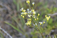 Solidago × krotkovii