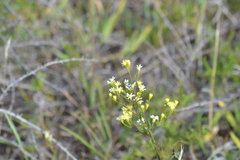 Solidago × krotkovii