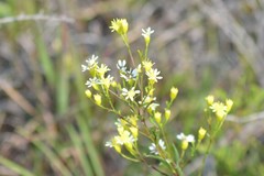 Solidago × krotkovii