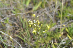 Solidago × krotkovii