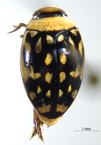 Laccophilus pictus