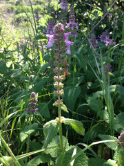 Stachys ajugoides