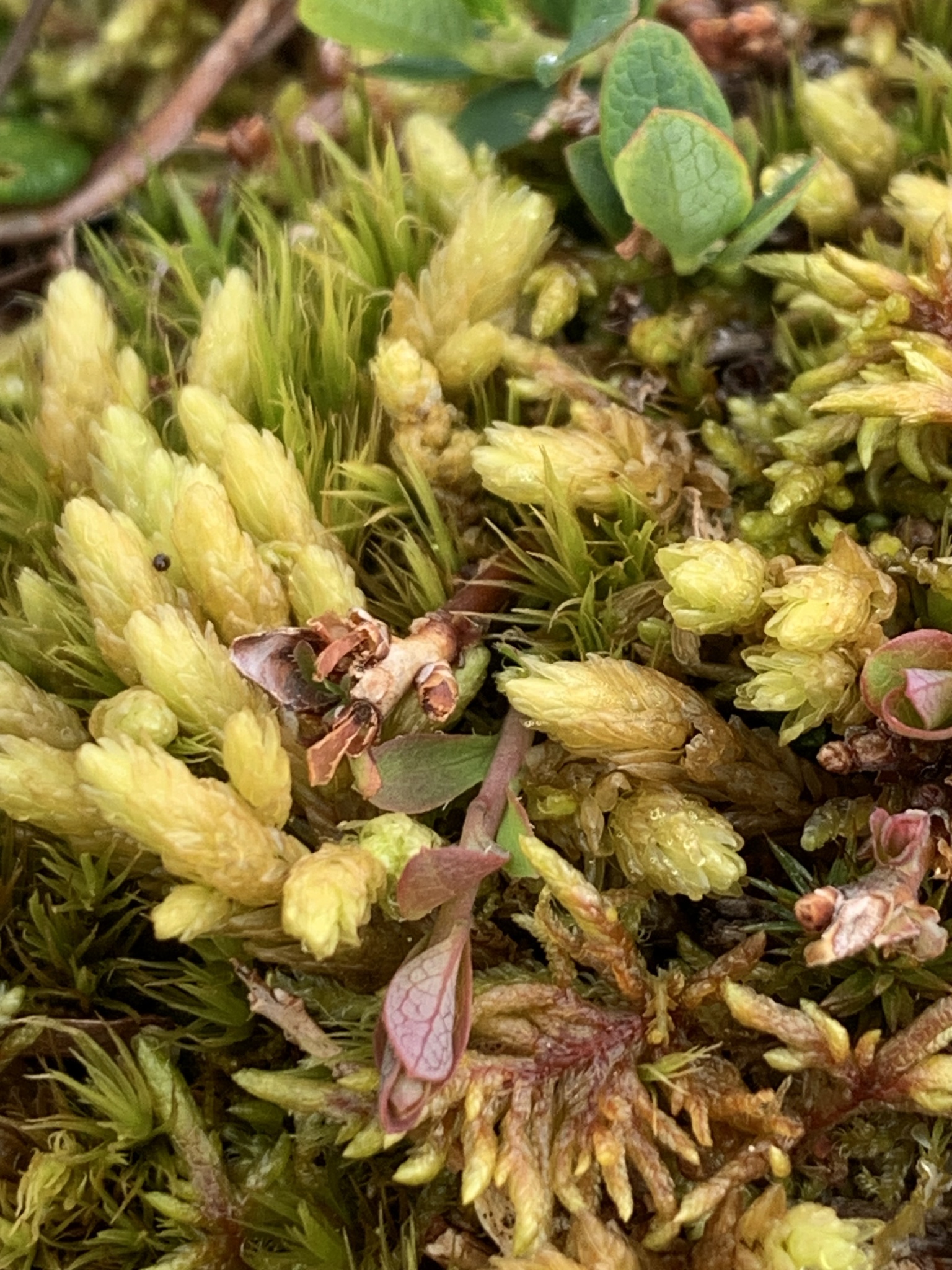 Aulacomnium turgidum