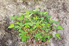 Potentilla micrantha