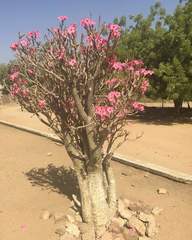 Adenium obesum