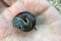 Helminthoglypta traskii