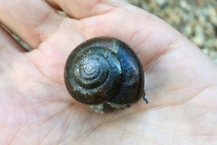 Helminthoglypta traskii