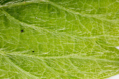 Potentilla micrantha