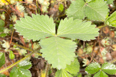 Potentilla micrantha