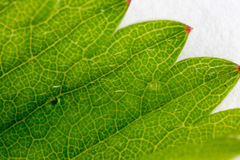 Potentilla micrantha