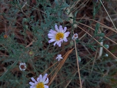 Symphyotrichum moranense
